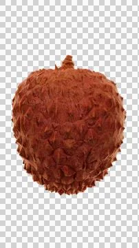 Single lychee fruit isolated on transparent PNG cutout Stock Illustration