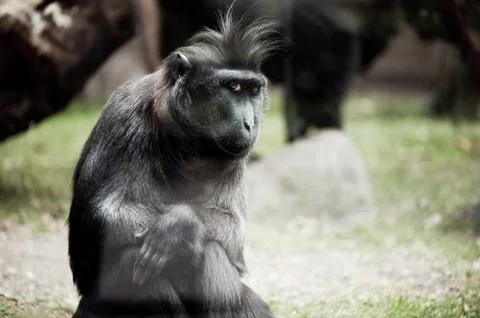Single macaque monkey sitting Stock Photos
