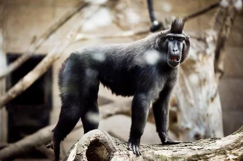 Single macaque monkey standing Stock Photos