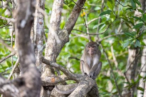 Single macaque resting in mangrove branches Thailand Stockfoto's