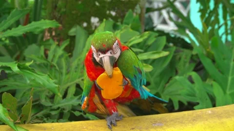 Single macaw parrot with green head and wings, red chest and teal tail Video stock 137498355