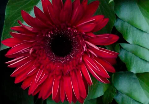 Single macro flower  red  gerbera  in green background Stock Photos