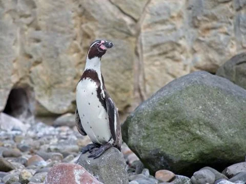 Single Magellan Penguin on the rock Stock Photos