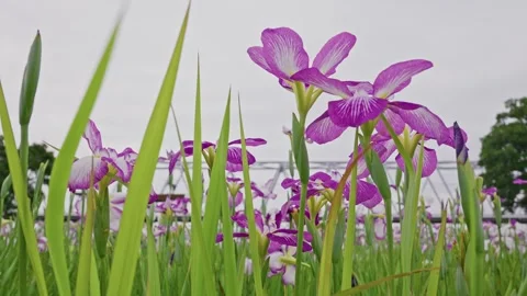 Single Magenta Iris Against Sky, Ultra Low Angle Grass Frame Stock Footage 342092532