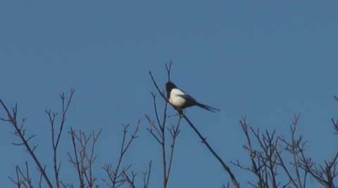 Single Magpie on high branch of a tree Stock Footage 2914898