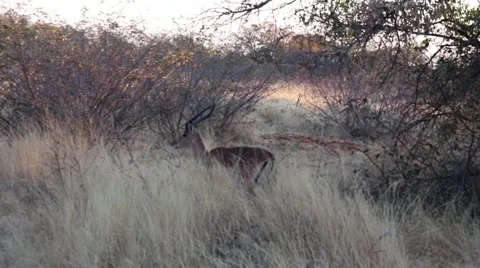 Single male Impala Video stock 51719207