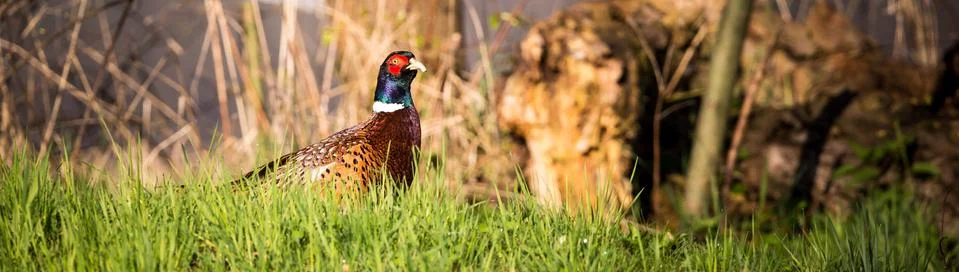 Single male pheasant sits in the grass Stock Photos