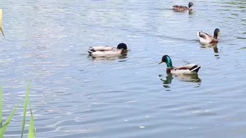 Single mallard duck swimming alone in tranquil blue water Stockbeeldmateriaal 313317807