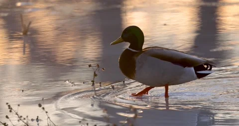 Single Mallard duck walking on a ice lake in winter time Stock Footage 304030041
