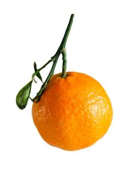 Single mandarin Stock Photos