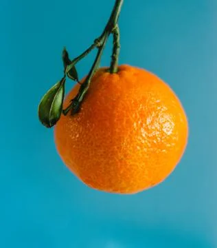 Single mandarin Stock Photos