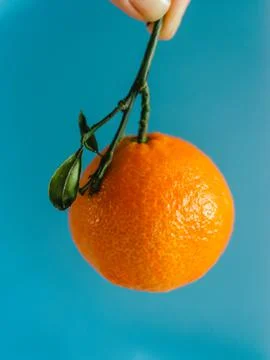Single mandarin Stock Photos