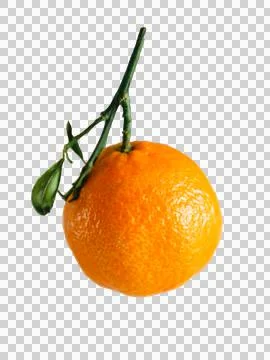 Single mandarin Stock Photos