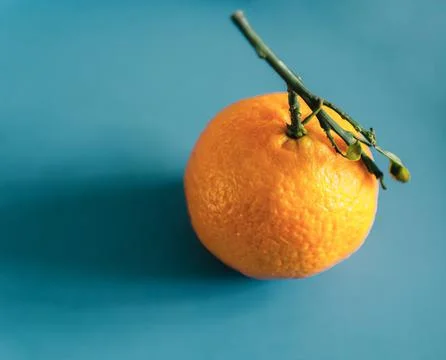 Single mandarin Stock Photos