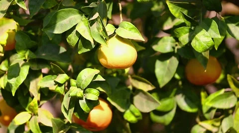 Single mandarins on tree 스톡 동영상 43309509