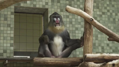 Single mandrill monkey in a zoo Stock Footage 306523410