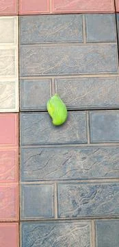 Single Mango placed on the ground Stock Photos