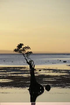 Single mangrove tree Stock Photos
