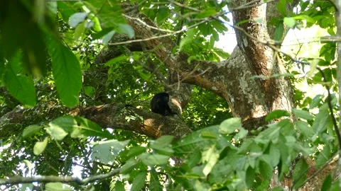 Single mantled howler monkey appears lonely after possibly being rejected Stock-Footage 140701107