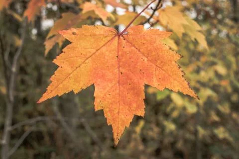 Single Maple Leaf in Autumn Stock Photos