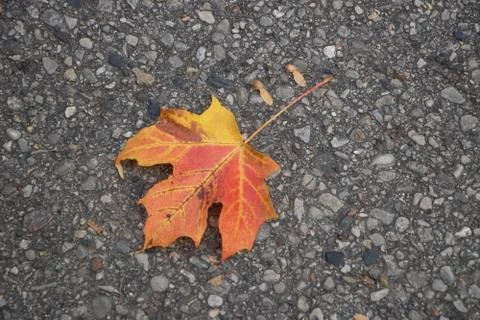 Single Maple Leaf on Autumn Road Stock Photos