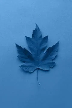 Single maple leaf on blue paper background. Trendy color of the year 2020. Stock Photos