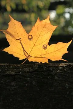 A single maple leaf with cheerful expression facial (painted smile) Stock Photos