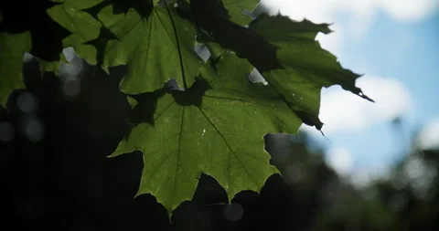 Single maple leaf close-up Stock Footage 318089843