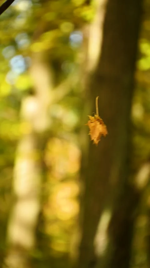Single maple leaf drifting and spinning throug sunlit forest woodland Stock Footage 331202400