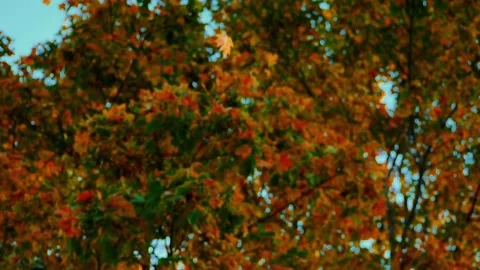 A single maple leaf falling slowly Stock Footage 318730143