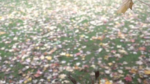 Single Maple Leaf Falling Super Slow Motion Stock Footage 89252007