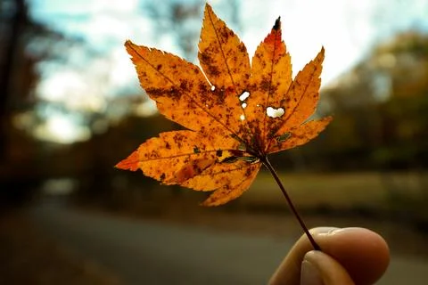 Single maple leaf hand held with bokeh background Stock Photos