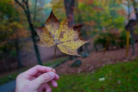 Single maple leaf hand held Stock Photos