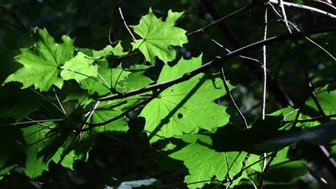 Single maple leaf illuminated by sunlight Stock Footage 316368488