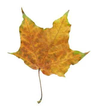 Single maple leaf isolated on white background Fotos Stock