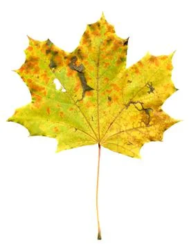 Single maple leaf isolated on white background 스톡 사진