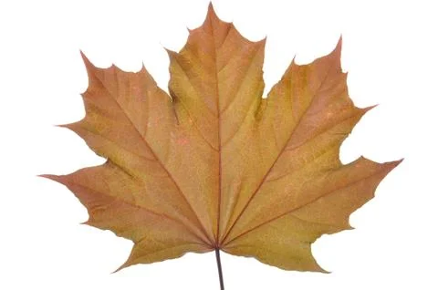 Single maple leaf Foto stock
