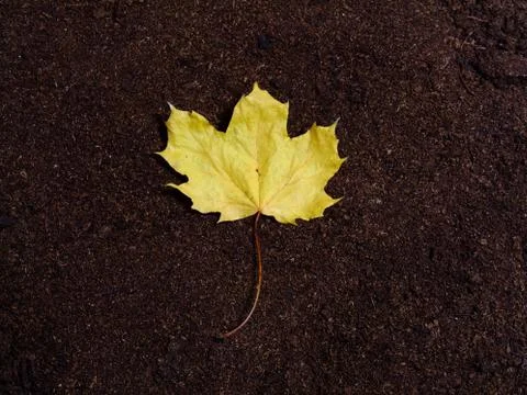 Single maple leaf Stock Photos