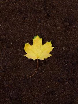 Single maple leaf Stock Photos