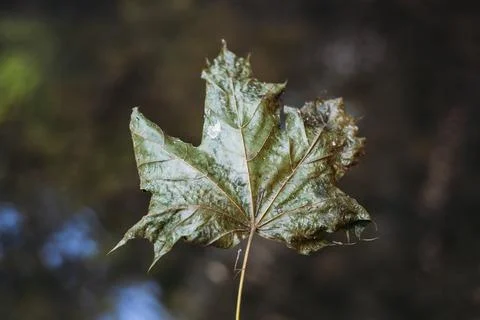 Single maple leaf Фото