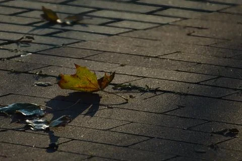 Single maple leaf resting on a textured brick walkway during the golden hou.. Stock Photos
