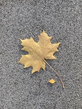 Single maple leaf rests on gray gravel. Leaf shows autumn colors and fine vei Stockfoto's