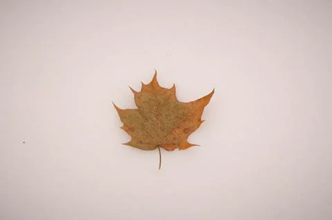 A single maple leaf in the snow Stock-Fotos