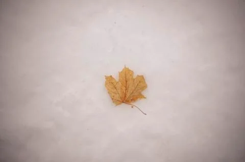 A single maple leaf in the snow Foto stock