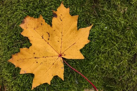Single maple leaf, yellow in autumn, lies on green moss Stock Photos