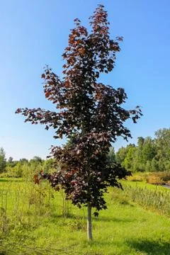 Single maple with red leaves Stock Photos