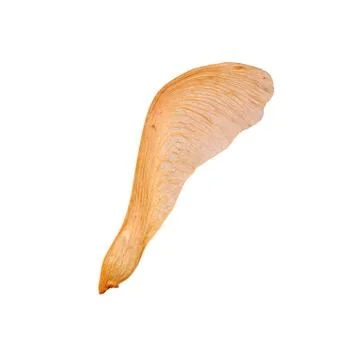 Single maple samara isolated on white Stock Photos