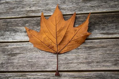 Single Maple Tree Dry Leaf on a weathered timber bench. Stock Photos