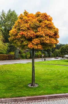 Single maple tree with leaves in yellow color Stock Photos