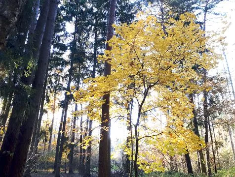 Single Maple Tree With Yellow Leaves, In Pine Forest, View From Below Stock Photos